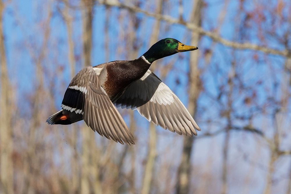 Mallard in Flight-wooded habitat